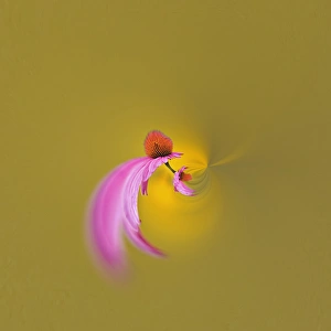 Images Dated 9th July 2006: Fantasy version of Purple Coneflower, Echinacea purpurea, Louisville, Kentucky