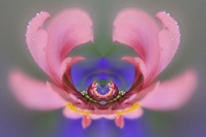 Images Dated 17th August 2005: Fantasy version of Single Common Zinnia flower in garden with out of foucs flower background