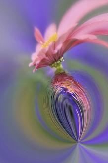 Images Dated 17th August 2005: Fantasy version of Single Common Zinnia flower in garden with out of foucs flower background
