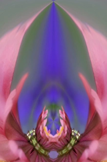Images Dated 17th August 2005: Fantasy version of Single Common Zinnia flower in garden with out of foucs flower background