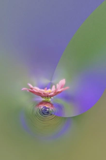 Images Dated 17th August 2005: Fantasy version of Single Common Zinnia flower in garden with out of foucs flower background