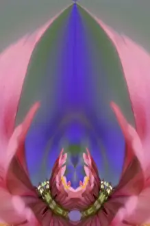 Images Dated 17th August 2005: Fantasy version of Single Common Zinnia flower in garden with out of foucs flower background