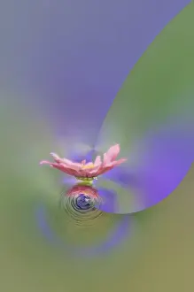 Fantasy version of Single Common Zinnia flower in garden with out of foucs flower background