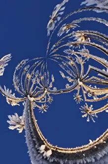 Images Dated 12th January 2006: Fantasy version, Skyward view of Cow Parsnip in winter covered in morning frost, Homer