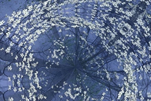 Dogwood Prints: Fantasy view from above Flowering Dogwood tree in foggy forest, Kentucky