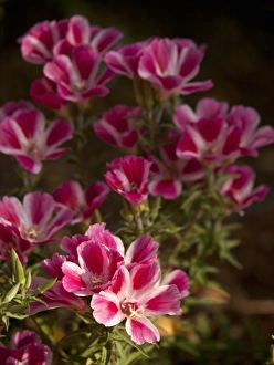 Images Dated 17th July 2009: Farewell-to-spring flowers (Clarkia), Los Angeles, California