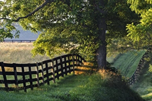 Kentucky Prints: Farm fence at sunrise, Oldham County, Kentucky