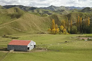 Images Dated 26th April 2007: Farm Shed and Autumn Colour, near Ruanui, Rangitikei District Central North Island
