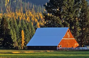 Images Dated 8th January 2010: A Farmed red barn built in 1911 near Troy Montana Jim Winslow Ranch
