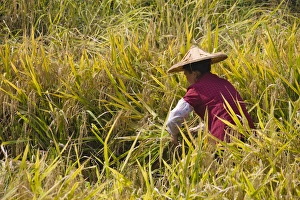 Rice Prints: Farmer harvesting rice on the terrace, Yongding, Fujian, China
