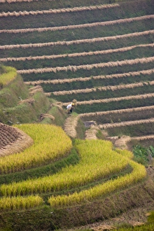 Paddy Prints: Farmer harvesting rice on the terrace in the mountain, Longsheng, Guangxi, China