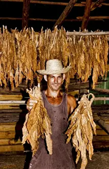 Tobacco Prints: Farmer near barn to dry tobacco in tobacco fields in primative methods in Sierra