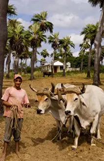 Tobacco Prints: Farmer with oxen in tobacco fields in primative methods in Sierra del Rosario Cuba