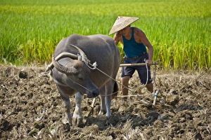 Paddy Prints: Farmer ploughing with water buffalo, Yangshuo, Guangxi, China (MR)