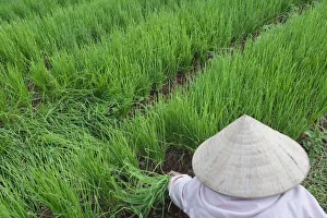 Worker Prints: Farmers with conical hat harvesting green onions
