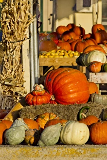 Images Dated 20th October 2011: Farmers Market, autumn in Luling, Texas