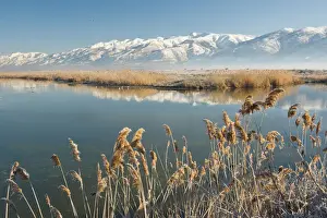 Shorebird Prints: Farmington Bay Waterfowl Management Area Utah Division of Wildlife Resources