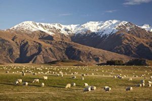 Images Dated 6th July 2010: Farmland, Crown Terrace, and Ben Cruachan, near Arrowtown, South Island, New Zealand