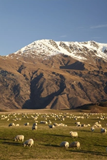 Southern Lakes Prints: Farmland, Crown Terrace, and Ben Cruachan, near Arrowtown, South Island, New Zealand