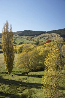 Willow Tree Prints: Farmland, Esk Valley, near Napier, Hawkes Bay, North Island, New Zealand
