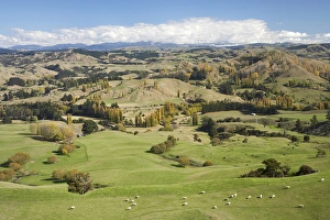 Farmland, Esk Valley, near Napier, Hawkes Bay, North Island, New Zealand