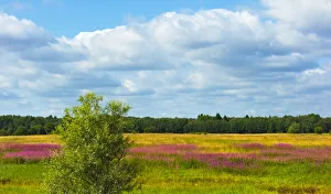 Baltic Prints: Farmland and flower fields, Estonia