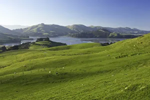 Otago Peninsula Prints: Farmland and Hoopers Inlet, Otago Peninsula, Dunedin, South Island, New Zealand