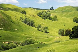 Farmland near Gisborne, New Zealand