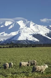 Images Dated 12th July 2007: Farmland near Methven and Winterslow Range, Mid Canterbury, South Island, New Zealand