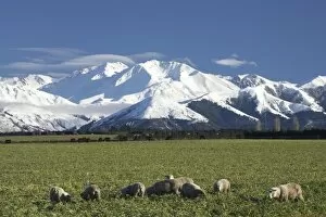Images Dated 12th July 2007: Farmland near Methven and Winterslow Range, Mid Canterbury, South Island, New Zealand