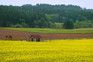 Farmlands of canola, South Bohemia, Czech Republic