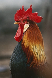 Farmyard Domestic Rooster, Close-Up