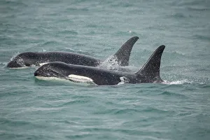 Orca Prints: Fast swimming orcas make their way along Icy Strait