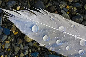 Feather on beach. Lands End. Homer. Alaska