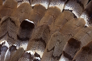 Images Dated 25th April 2010: Feather Design
