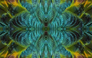 Teal Prints: Feather Design