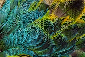 Feather Design
