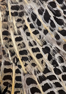 Images Dated 3rd November 2011: Feather Design