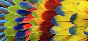 Still Life Prints: Feather design