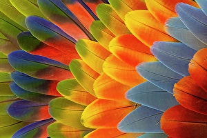Macaw Prints: Feather design comprised of macaw feathers along with parrot feathers