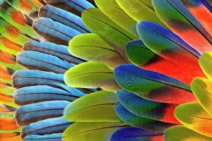 Macaw Prints: Feather design comprised of macaw feathers along with parrot feathers