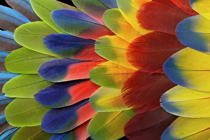 Macaw Prints: Feather design comprised of macaw feathers along with parrot feathers