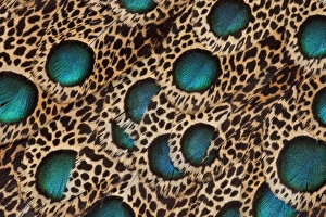 Images Dated 22nd March 2010: Feather design of the Malay Peacock Pheasant