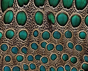 Natural Pattern Prints: Feather design of the Malay Peacock Pheasant