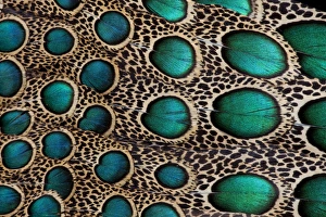 Feather design of the Malay Peacock Pheasant
