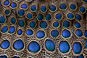 Feather design of the Malay Peacock Pheasant