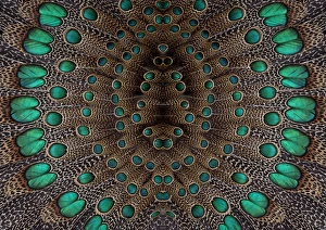 Images Dated 16th April 2010: Feather design of the Malay Peacock Pheasant