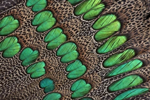 Images Dated 14th April 2010: Feather design of the Malay Peacock Pheasant