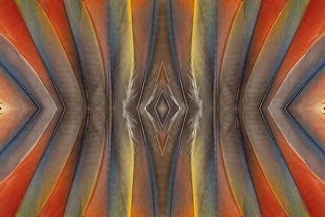 Macaw Prints: Feather design of the Scarlet Macaw Feathers