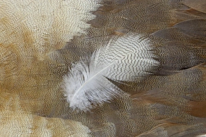 Natural Pattern Prints: Feather lying on Egyptian Goose Breast Feathers